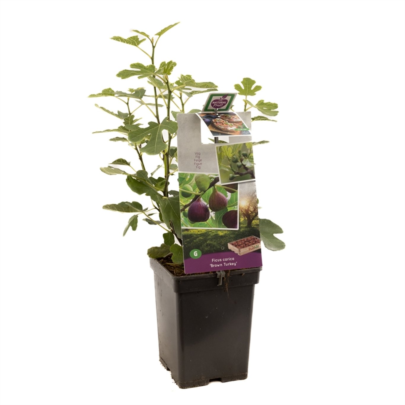 Ficus car. 'Brown Turkey' - C5